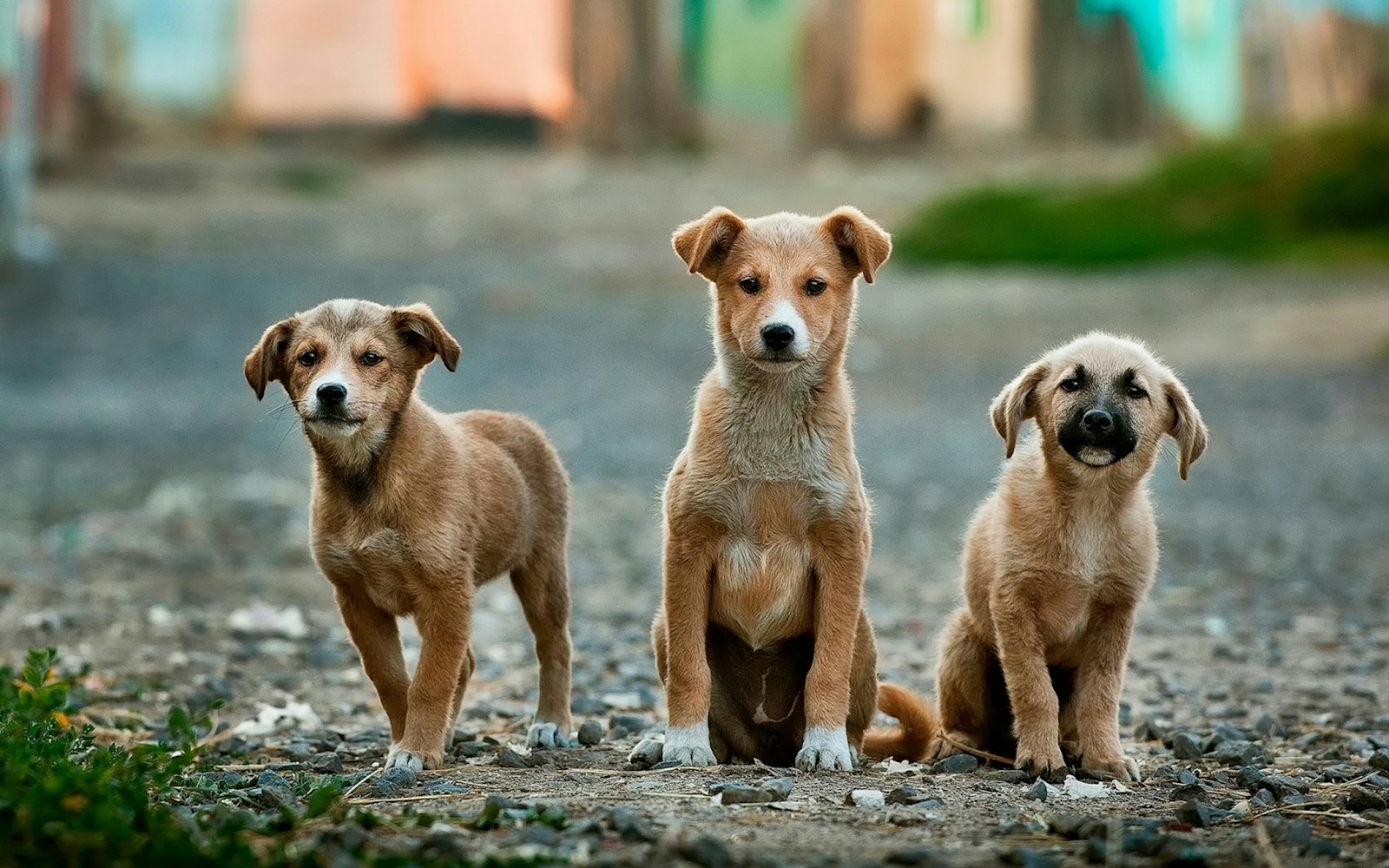 Op zoek naar een hondenvoerbak voor jouw hond?